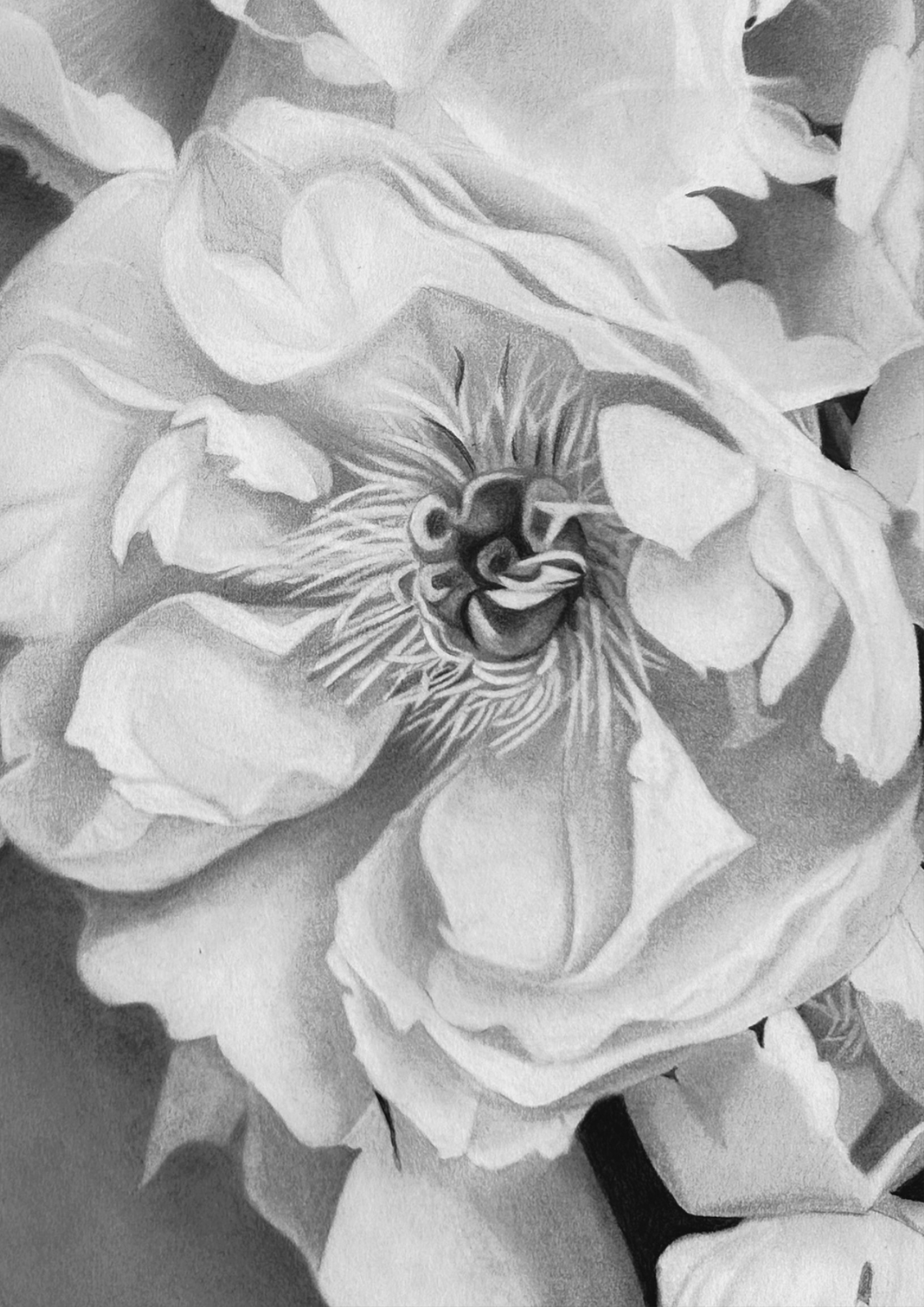 Lana - Charcoal Drawing