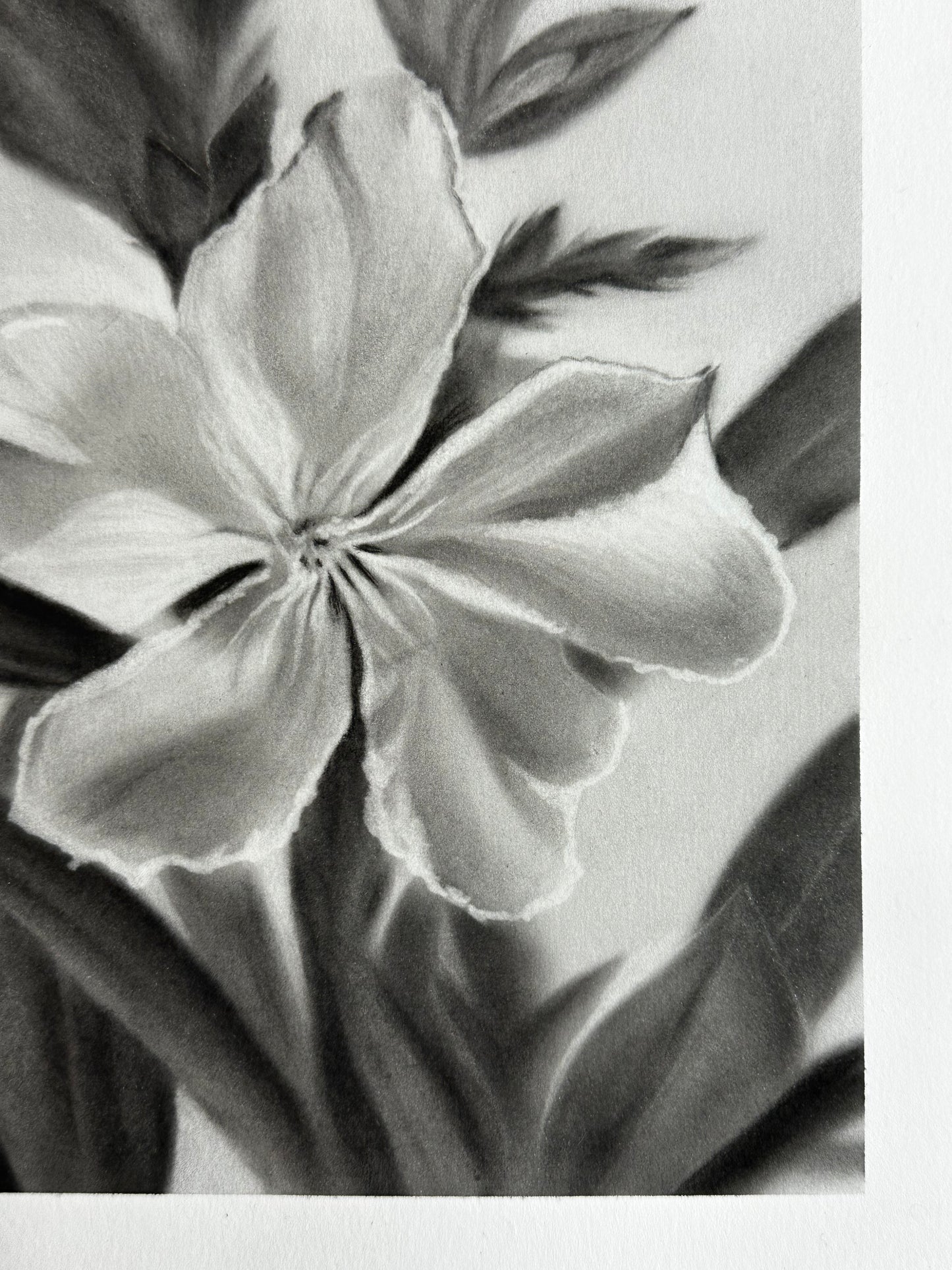 Après la rosée - Charcoal Drawing