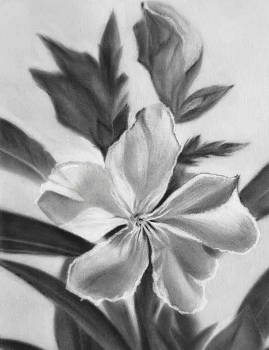 Après la rosée - Charcoal Drawing