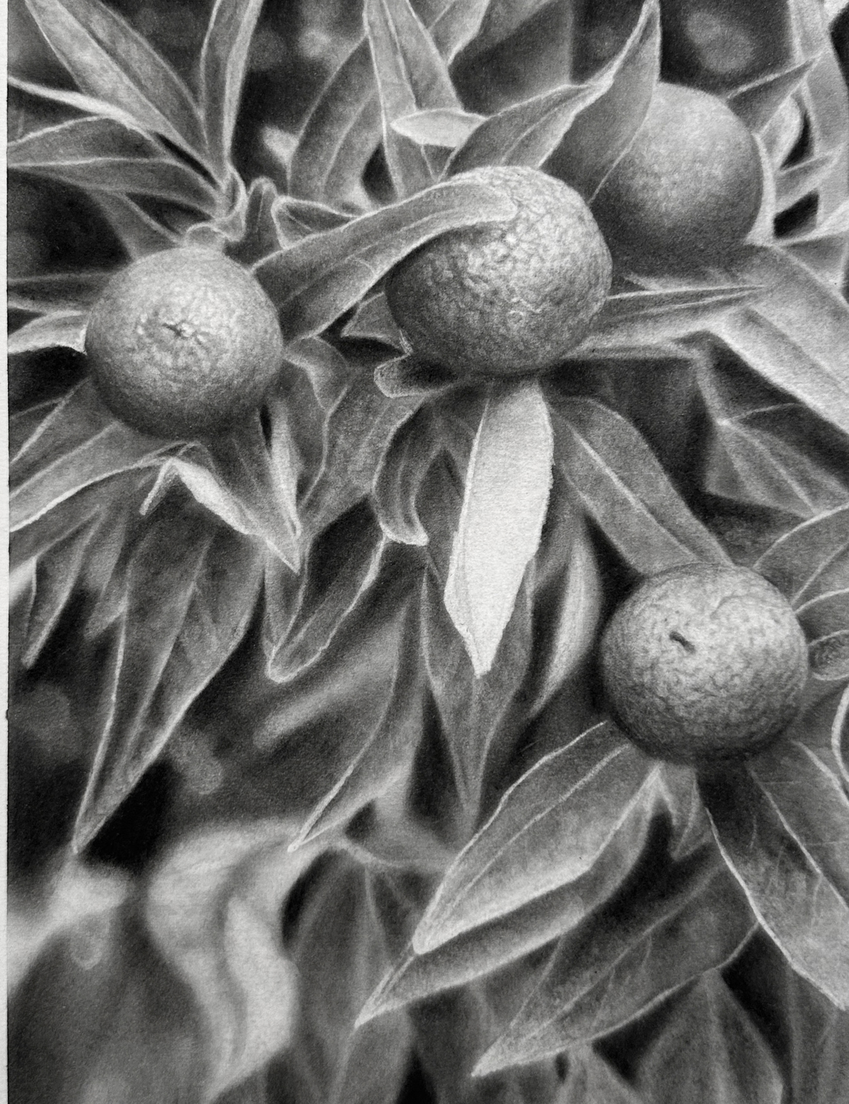 The Garden - Charcoal Drawing