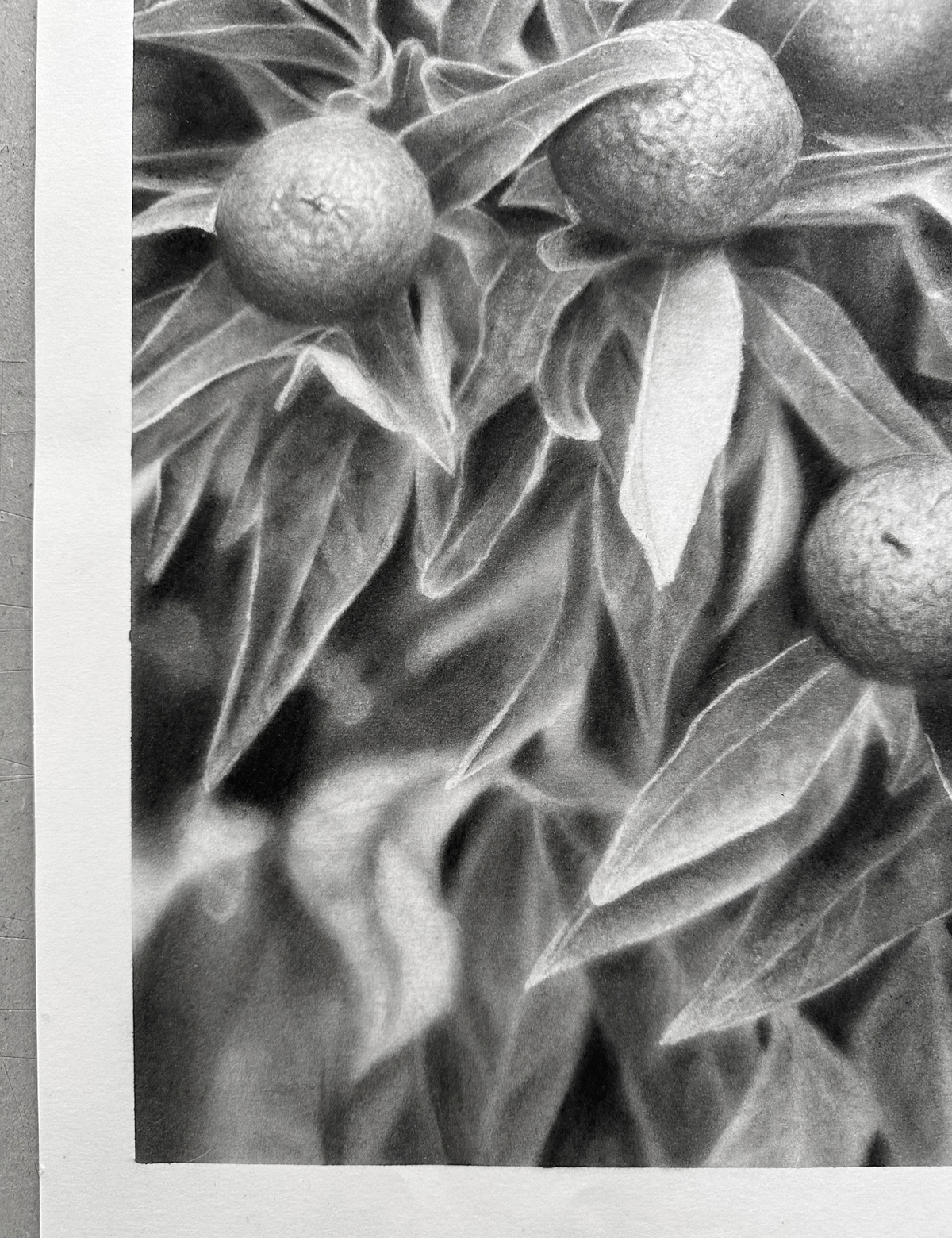 The Garden - Charcoal Drawing