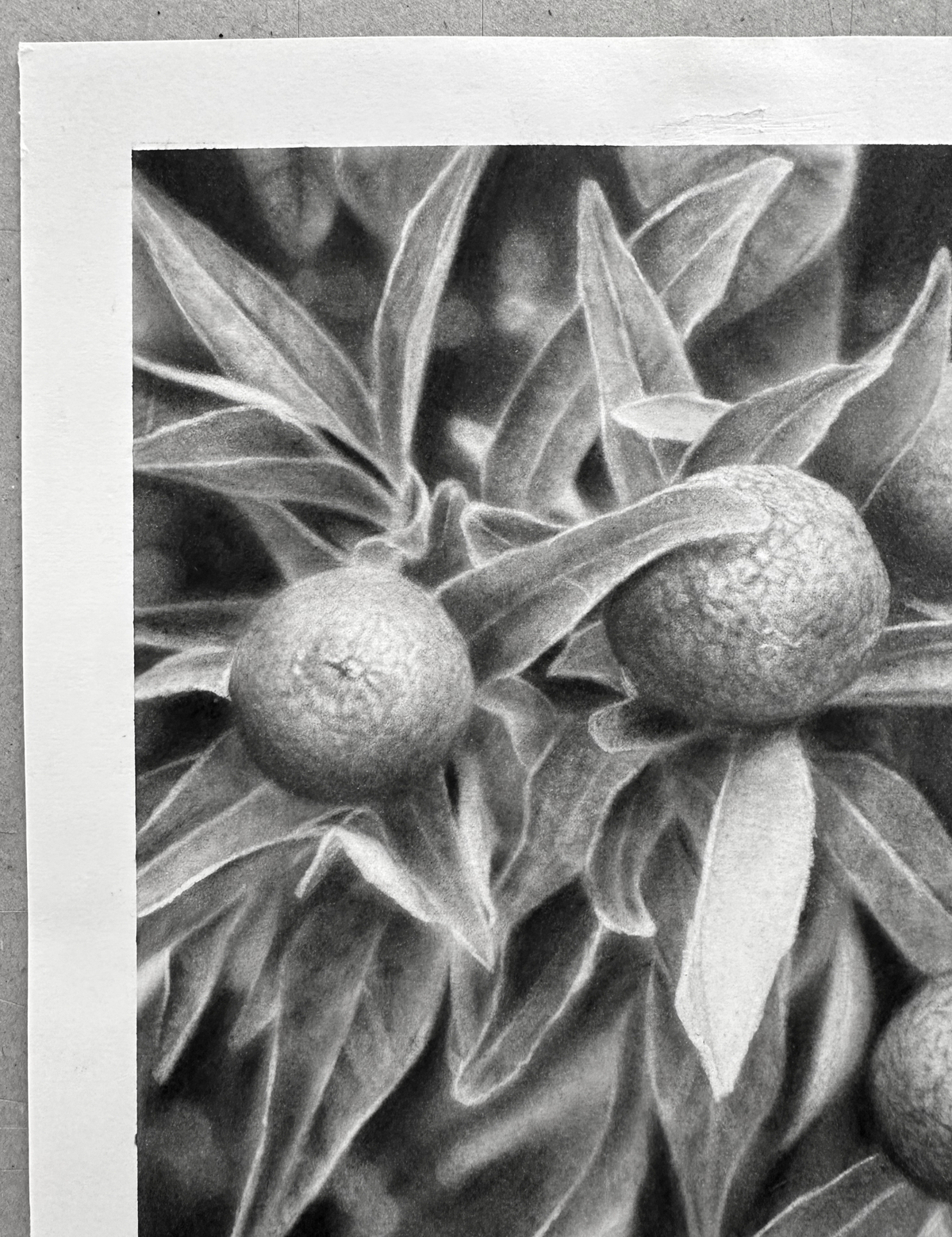 The Garden - Charcoal Drawing