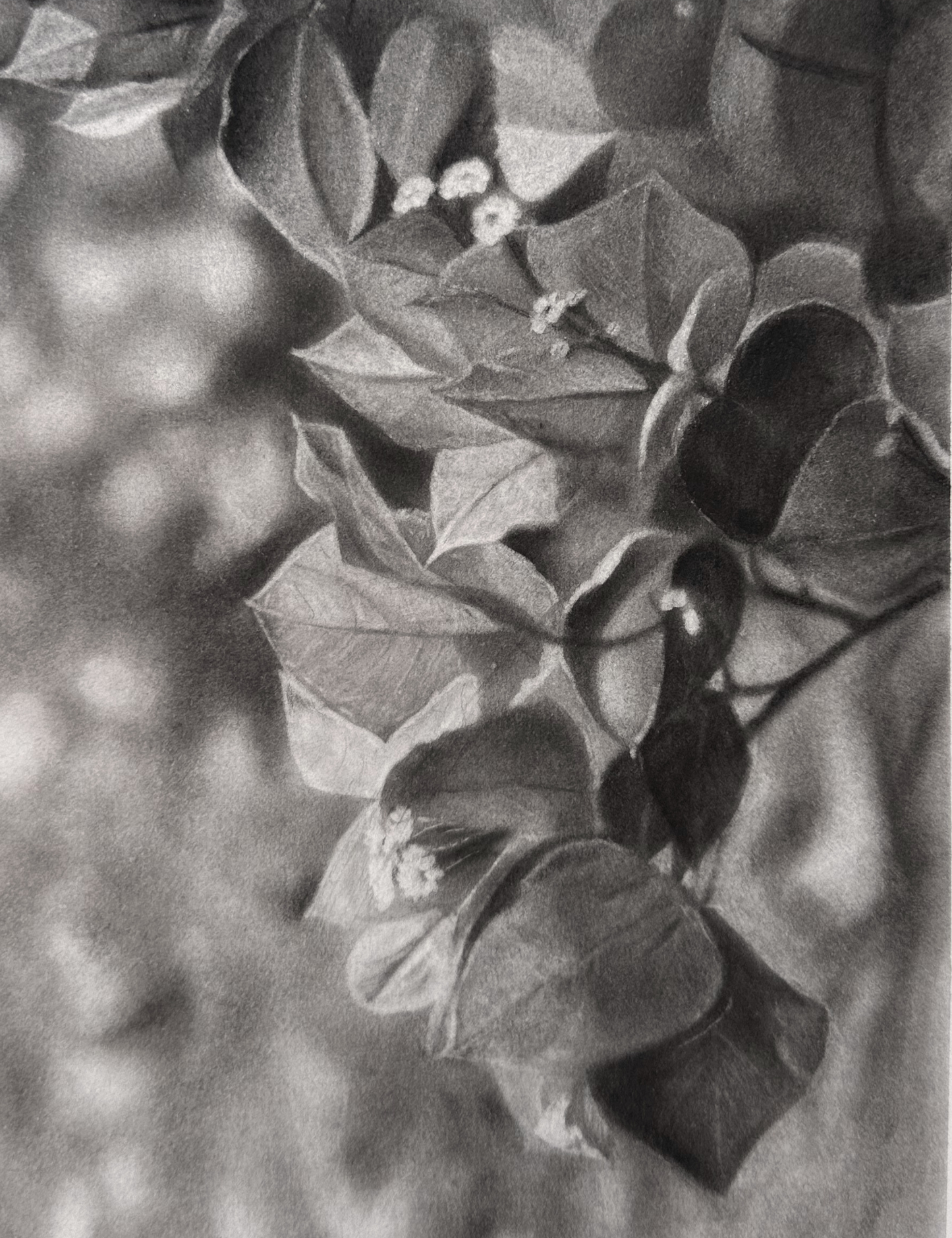 "Bougainvillea" - Charcoal Drawing