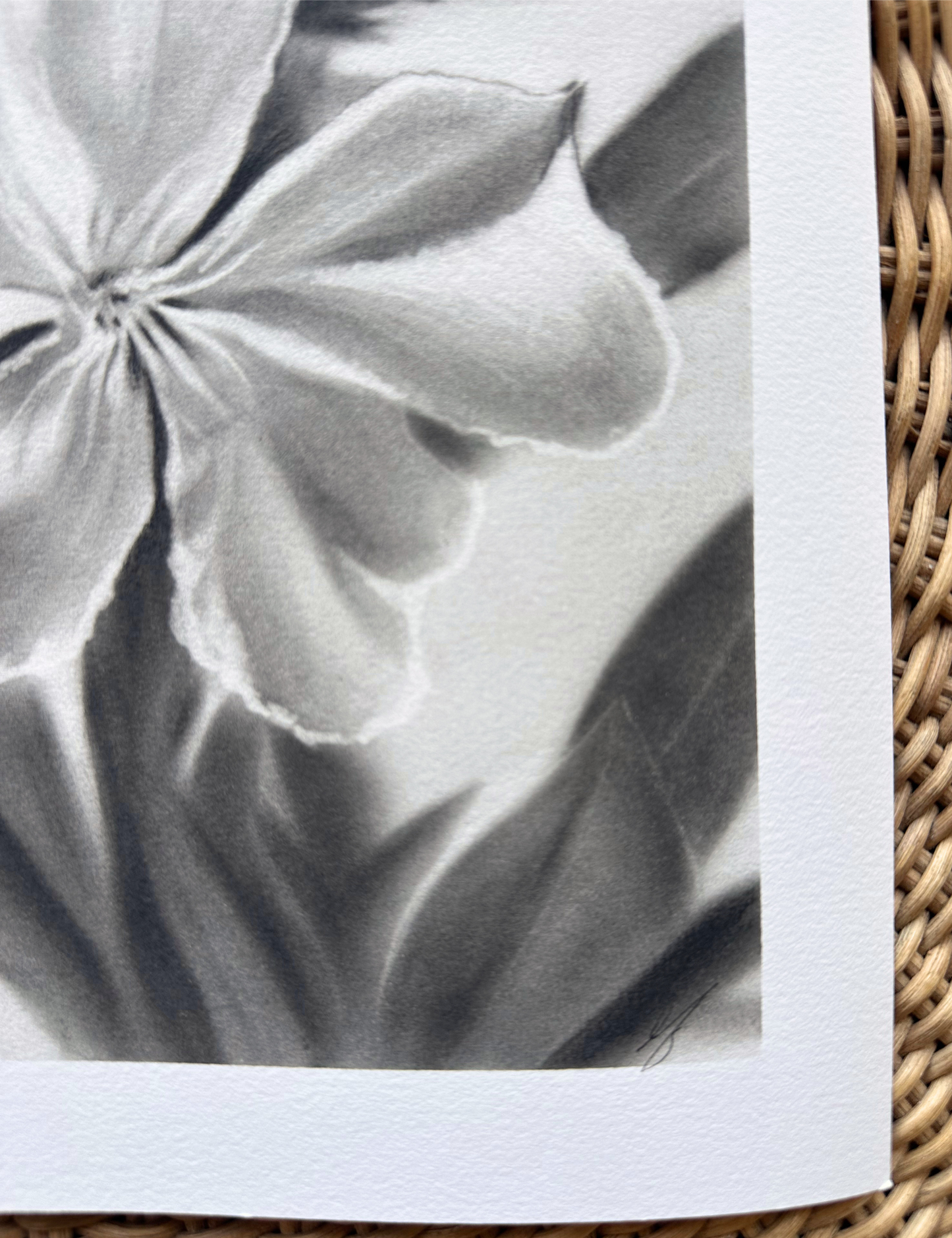 Après la rosée - Limited edition print