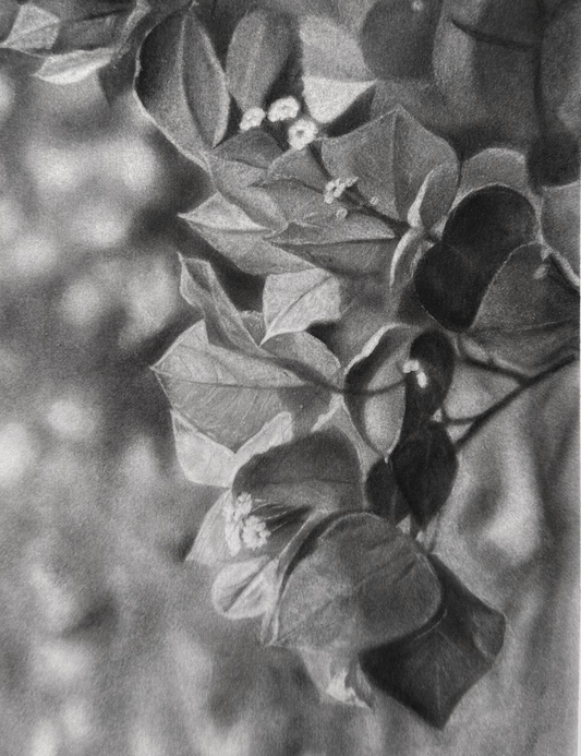 "Bougainvillea" - Charcoal Drawing