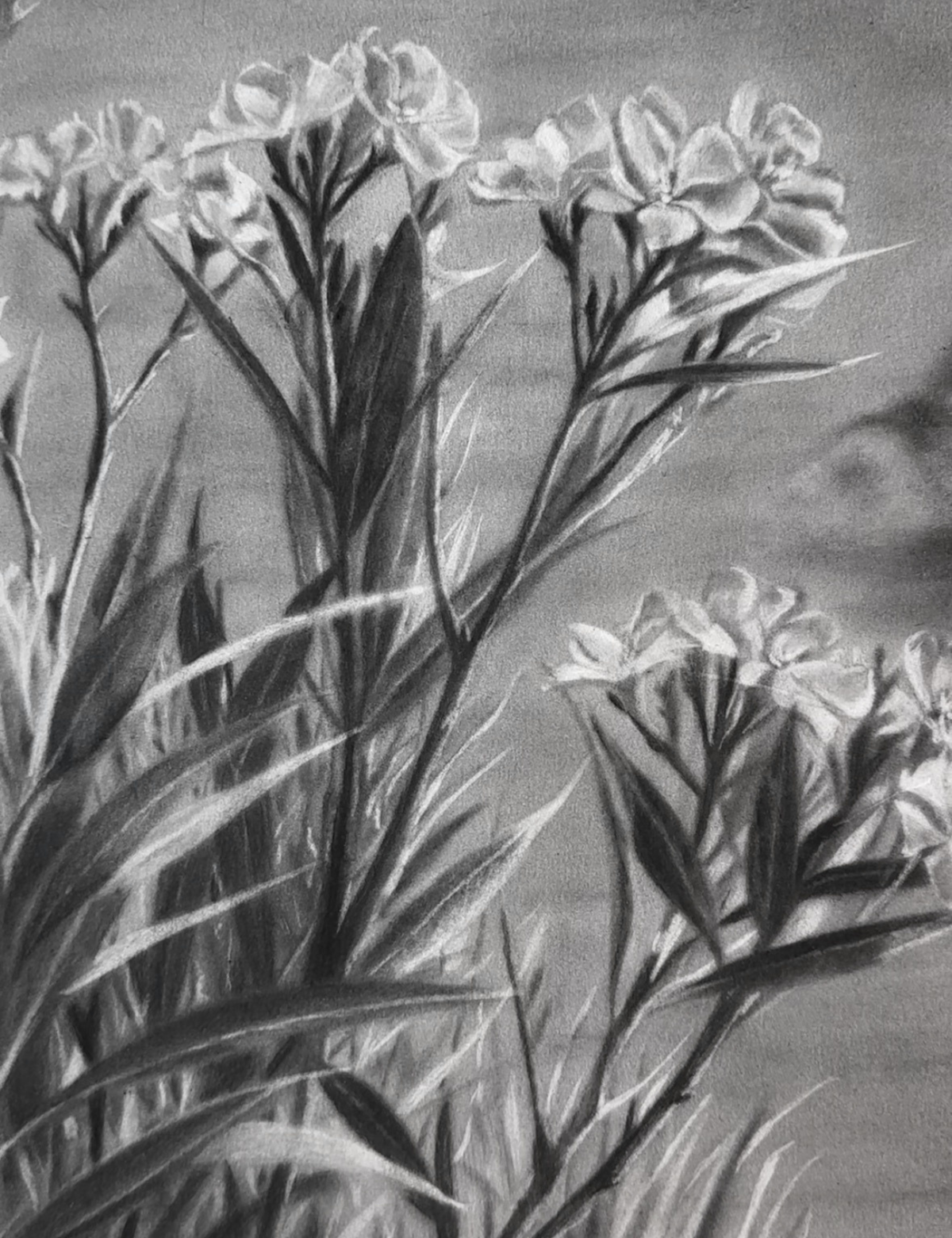 Fenêtre sur l'Estérel - Charcoal Drawing
