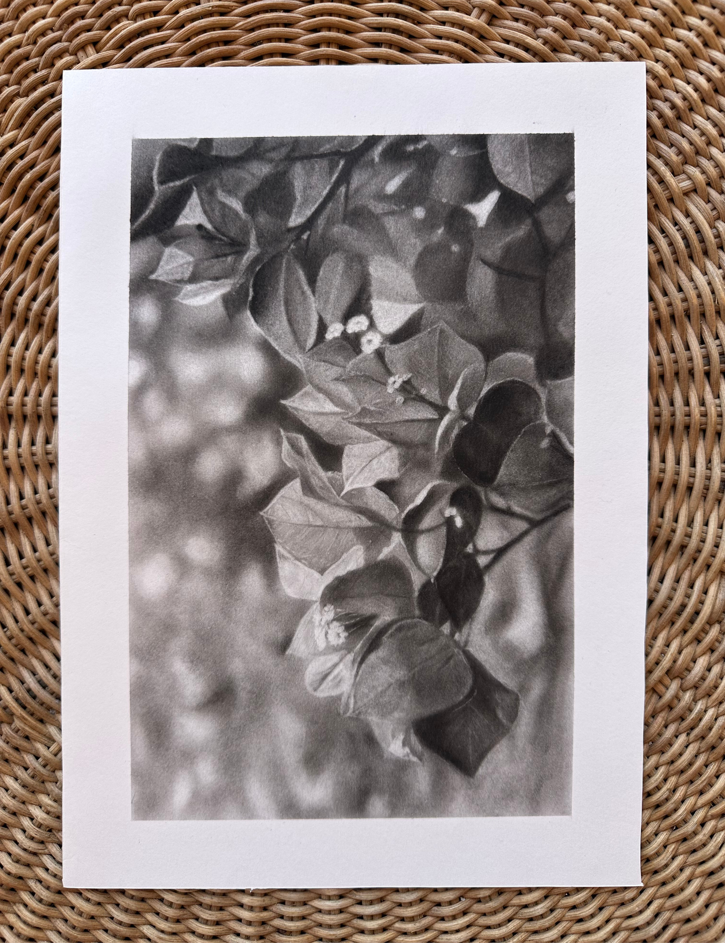 "Bougainvillea" - Charcoal Drawing