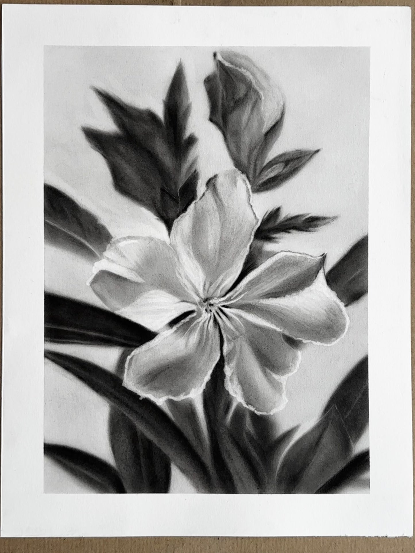 Après la rosée - Charcoal Drawing