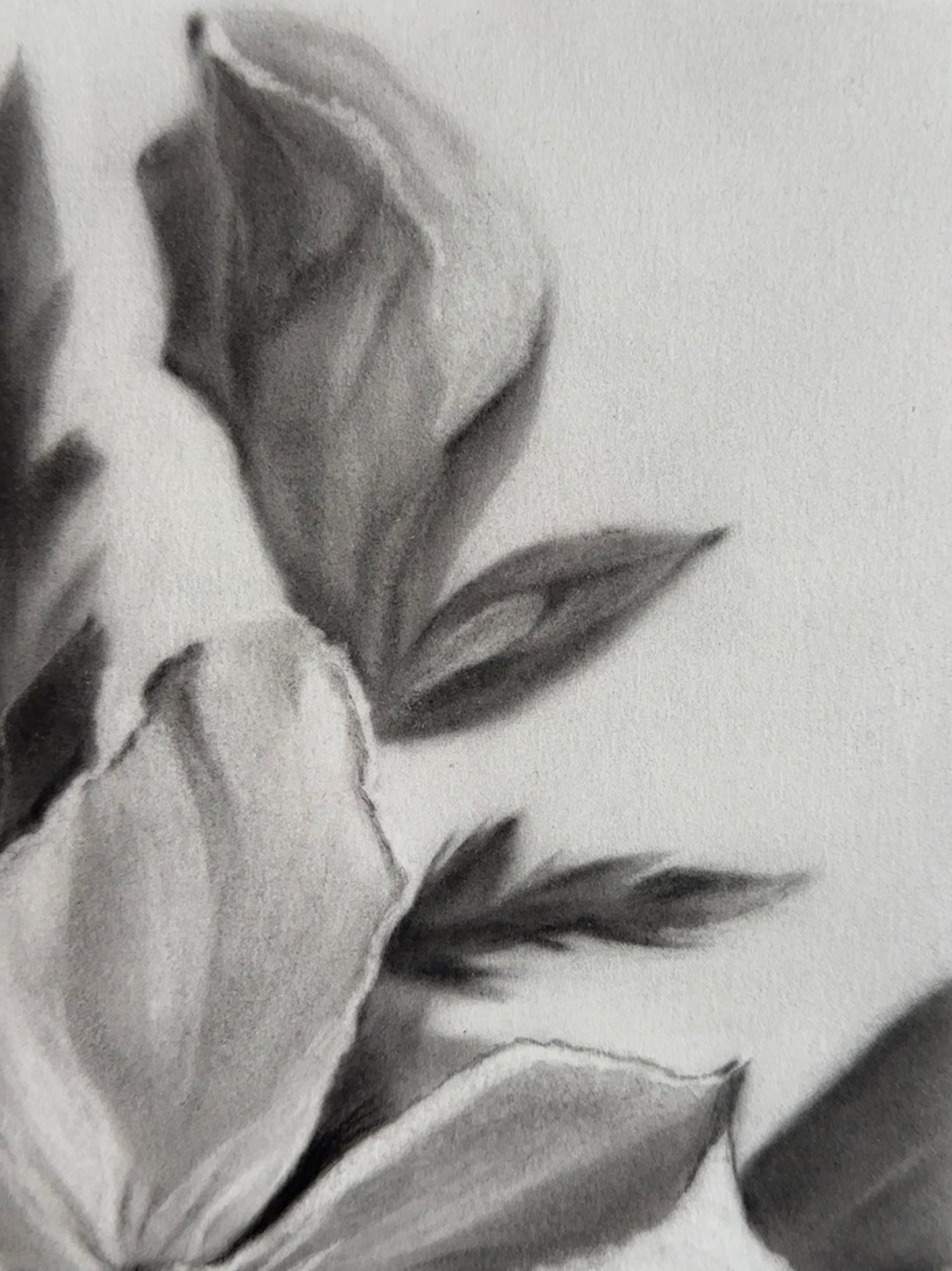 Après la rosée - Charcoal Drawing
