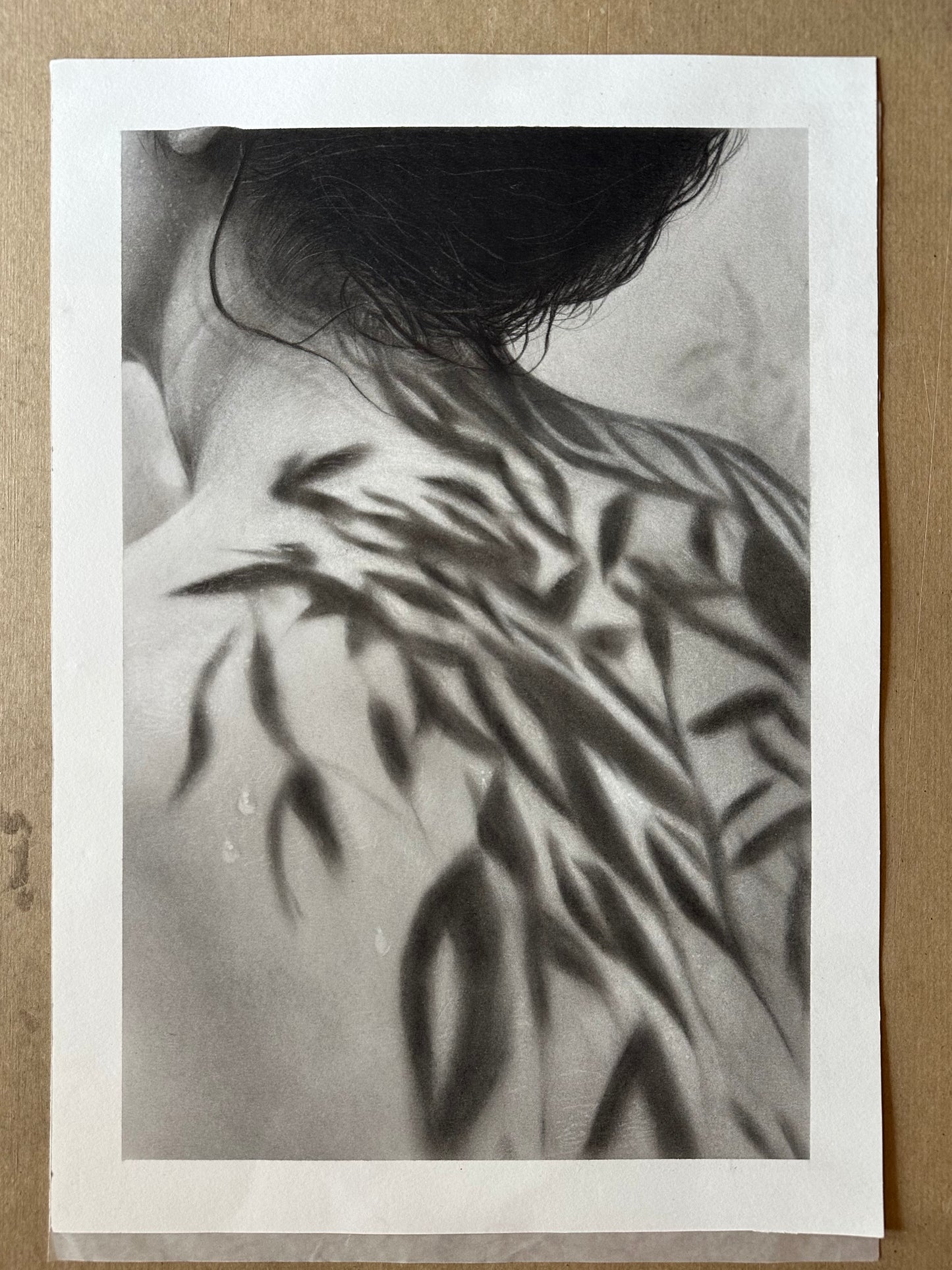L'ombre des lauriers - Charcoal Drawing